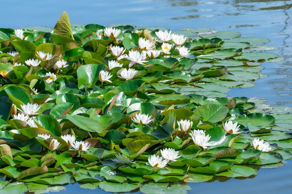 White,Water,Lily,Grows,In,Clear,Pond.,Group,Flowers,Lotus